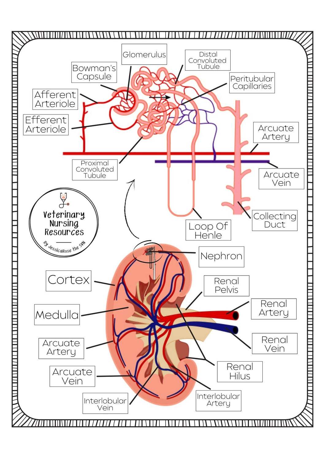 A6 Kidney Anatomy Flashcard