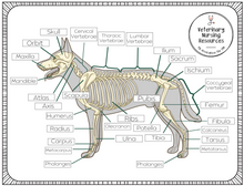 Load image into Gallery viewer, A4 Canine Skeletal System Matching Game

