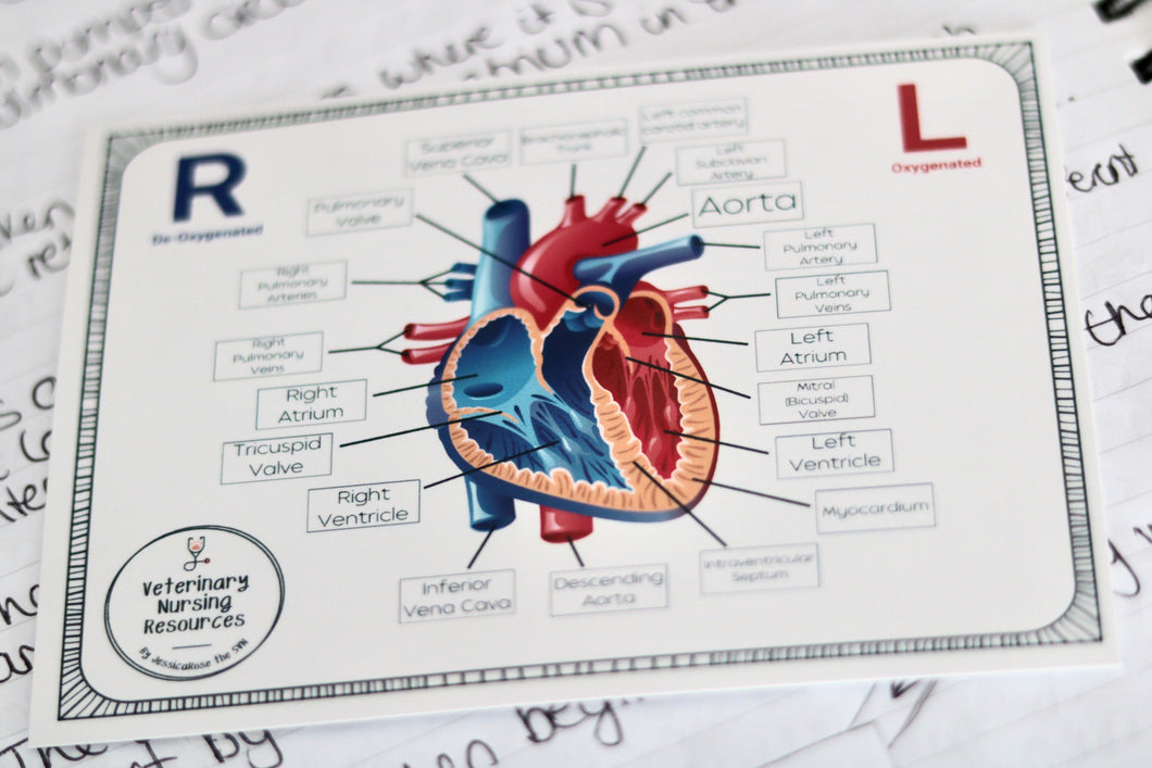 A6 Heart Anatomy Flashcard