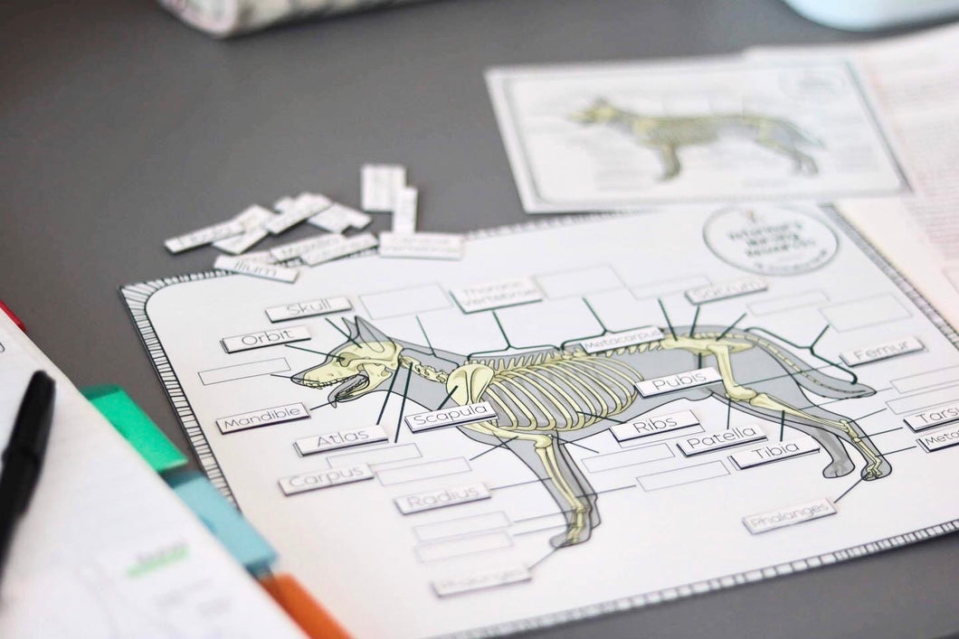 A4 Canine Skeletal System Matching Game