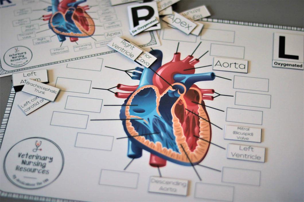 A4 Heart Anatomy Matching Game