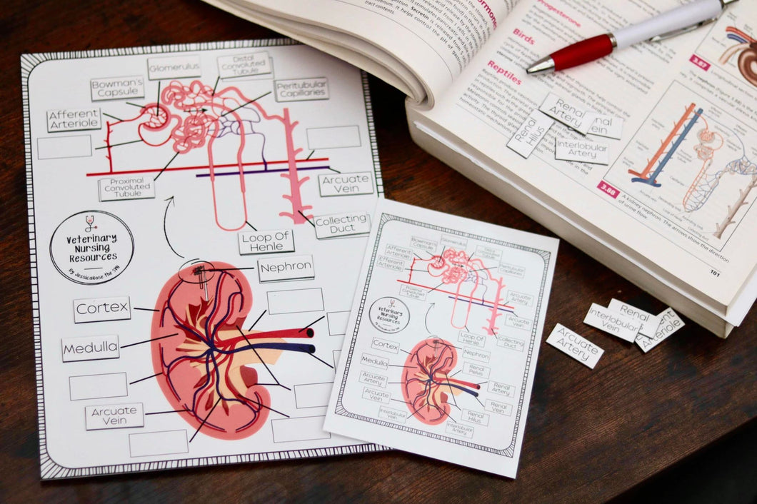 A4 Kidney Anatomy Matching Game